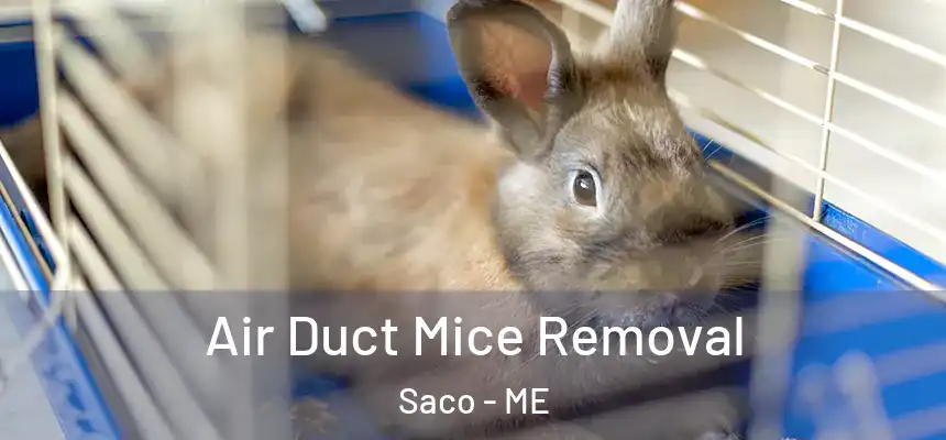  Air Duct Mice Removal Saco - ME